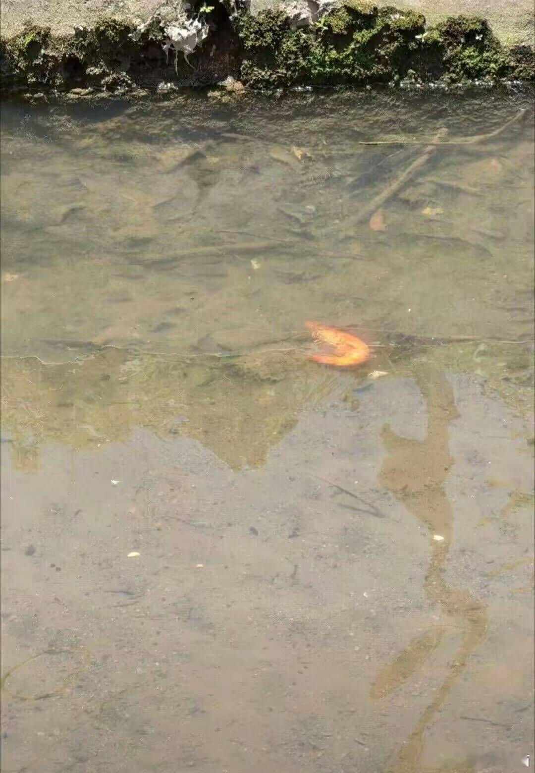 卧槽，这虾在河里直接熟了？？？ 广州