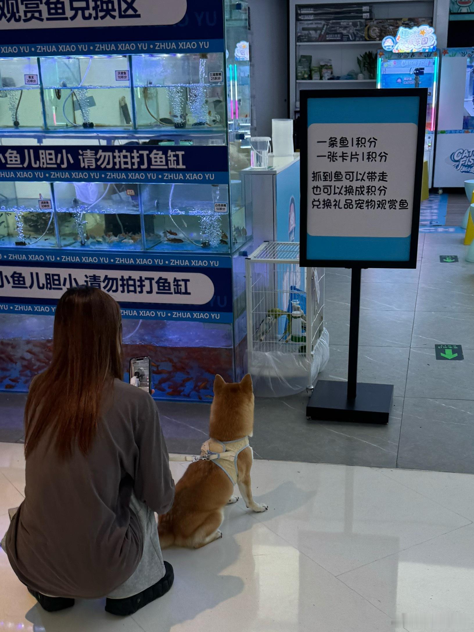 狗狗也很好奇笼子里的小鸟 