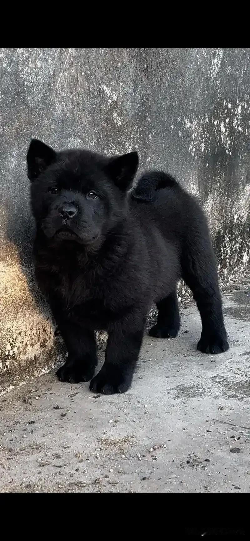 堂哥家养了一条黑色中华田园犬，才几个月大，但非常忠诚，听见陌生人靠近他们家，耳朵
