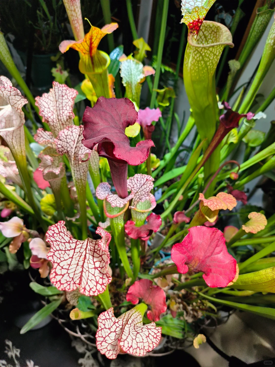 瓶子草最强种草姬!