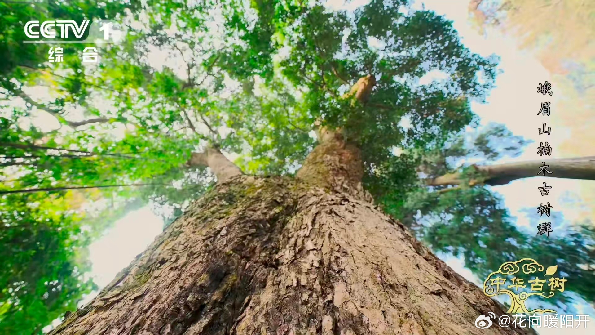 峨眉千年楠木王有十几层楼高 峨眉山的底蕴🤩一棵楠木王活了上千年，长到40米比十