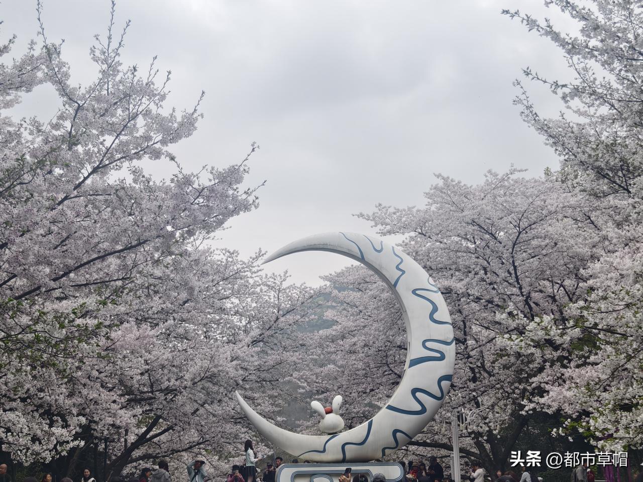 分享一张随手拍的花观赏樱花正当时，杭州处处有美景。
