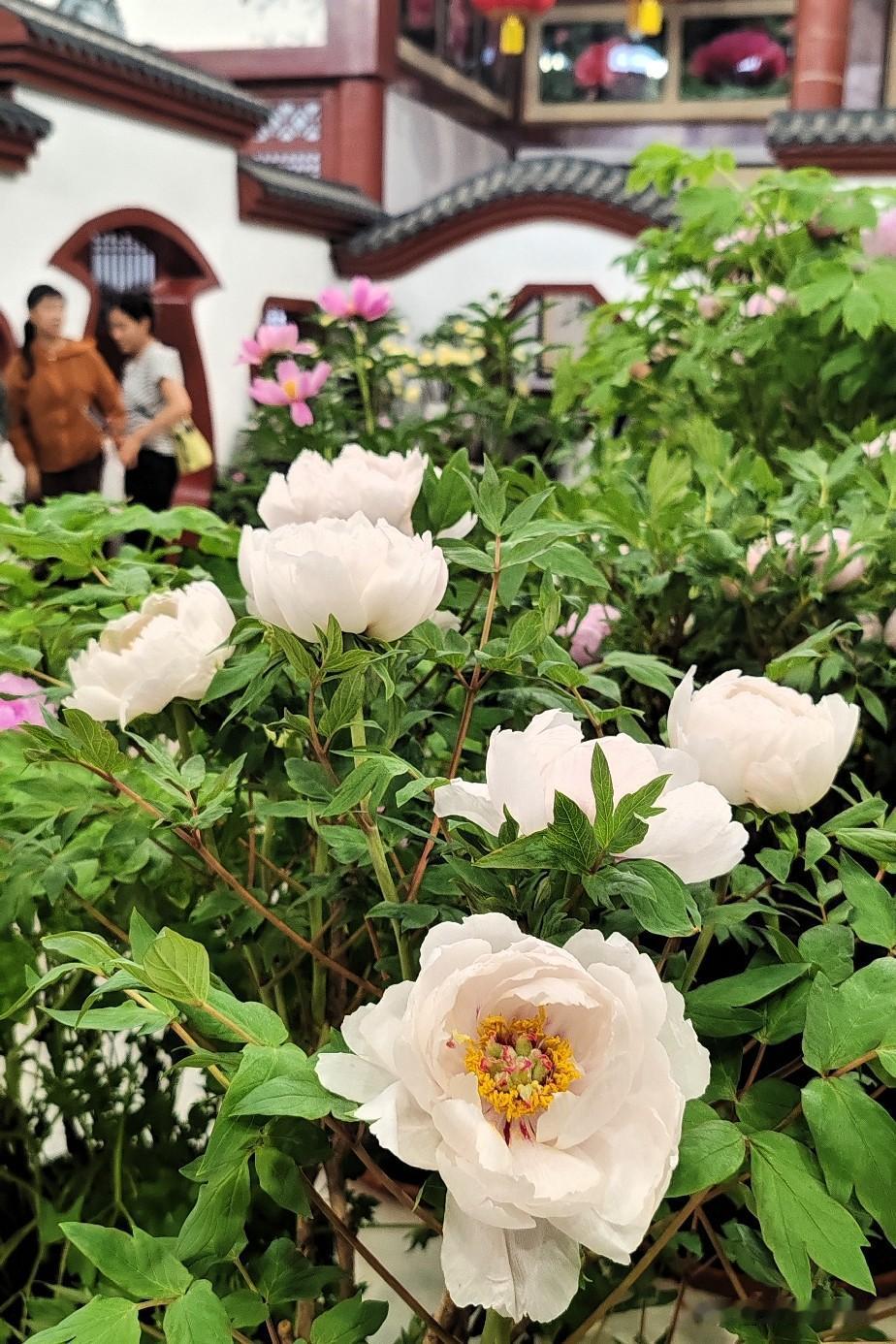 盛夏寻芳｜夏日到访洛阳神州牡丹园，错季邂逅国色牡丹
 
世人皆知洛阳牡丹暮春盛放