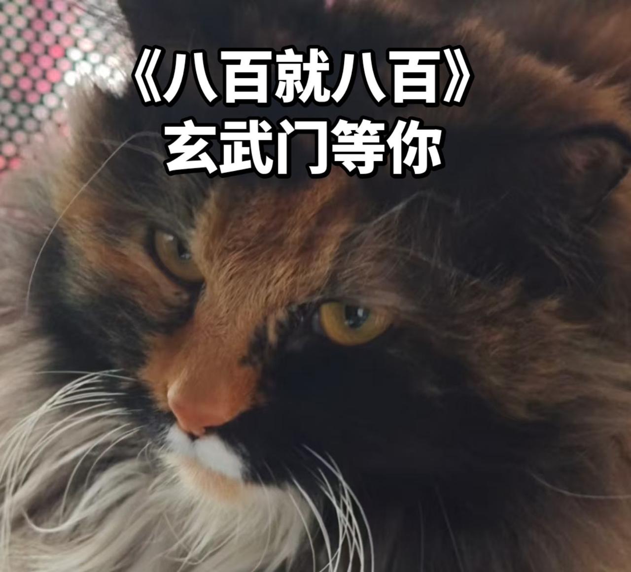 突然发现相册，我家花花要登基了

玄武门 猫咪