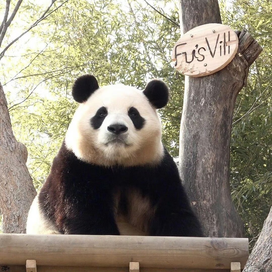 熊猫守护者 🐼森林驿站🌳林间自在的胖团子，努力爬树解锁高处风景，时而咧嘴开怀