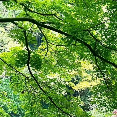 “乱花渐欲迷人眼，浅草才能没马蹄”，春日的生机满是希望。骑着单车穿梭在开满鲜花的