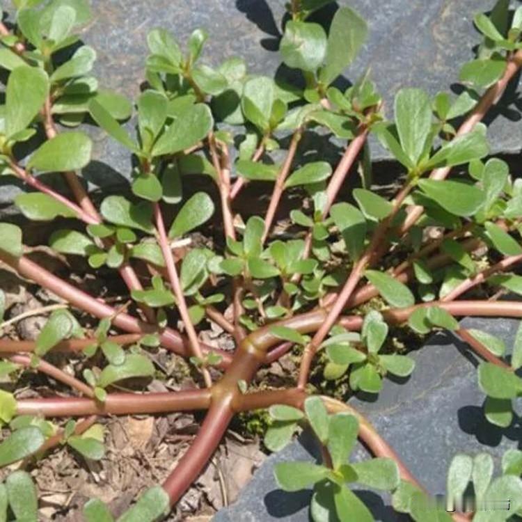 七绝·咏马齿苋
                 符进朝
野陌荒畦自向荣，紫茎翠