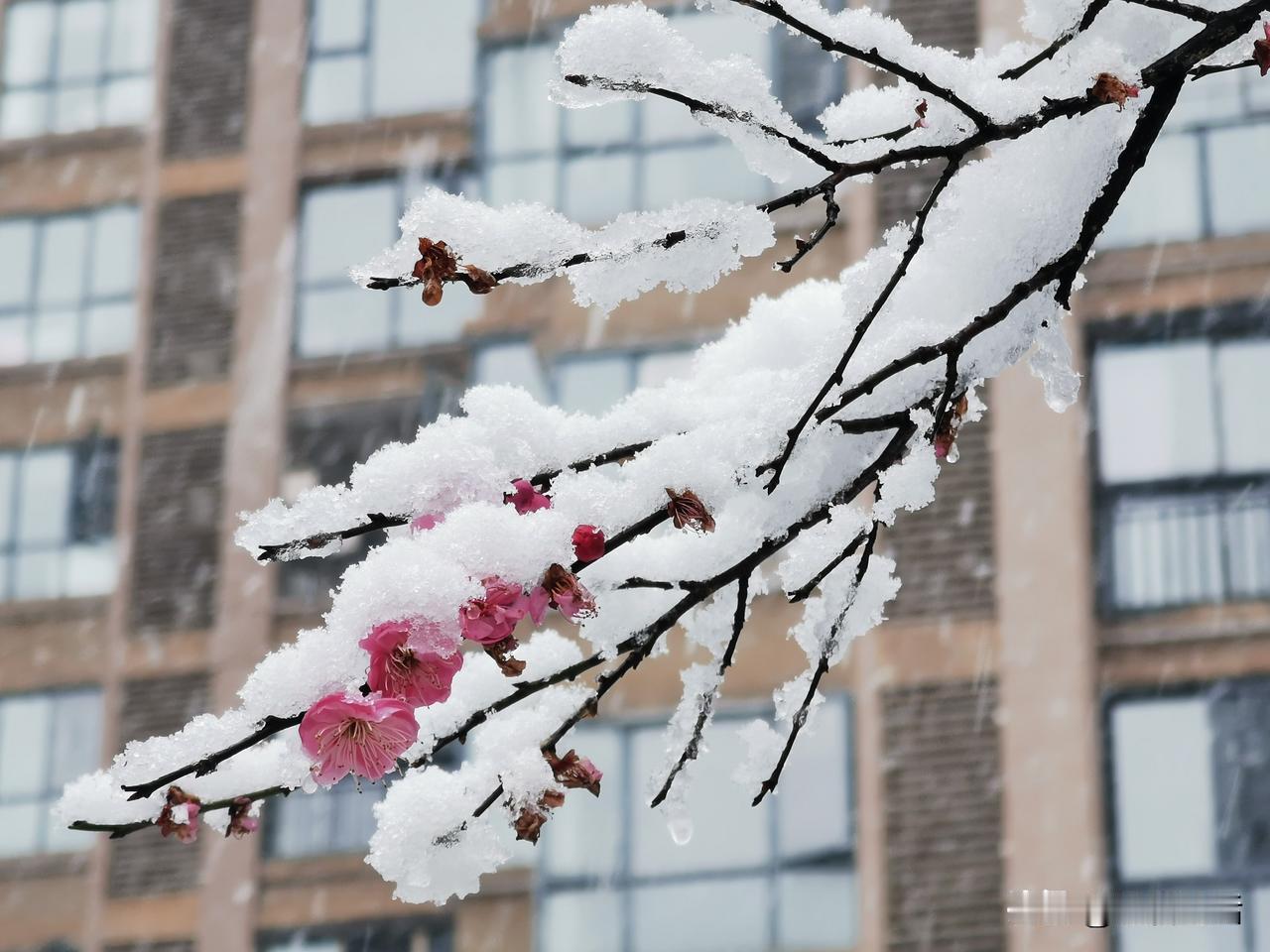 #夏日荷塘鱼戏水，你对下联#冬天庭院雪弄梅。