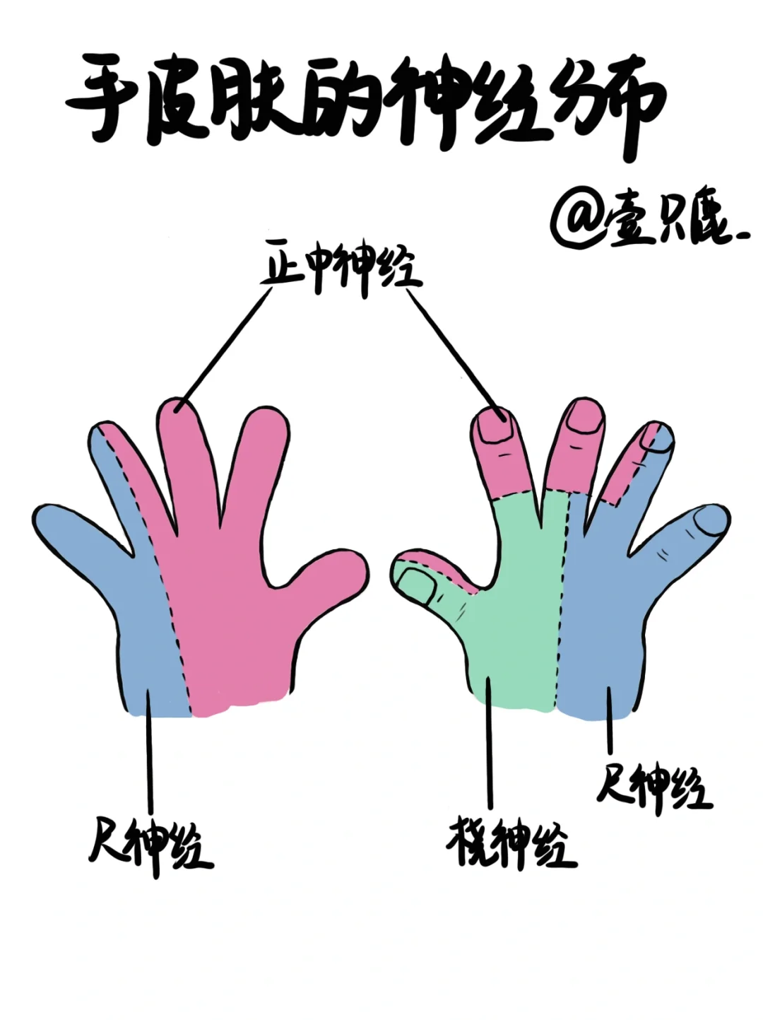 医学生笔记📒｜手皮肤神经分布🧐