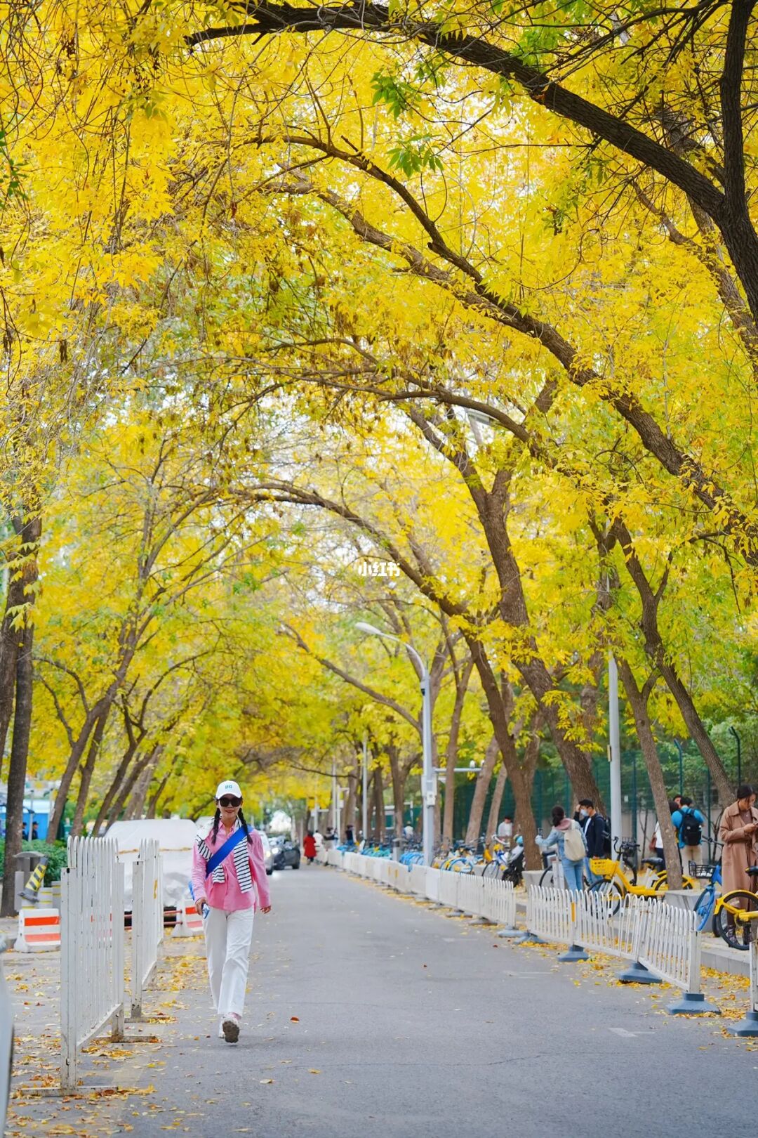 10.18北京三里屯西五街蕞美秋天🍂我服了❗️