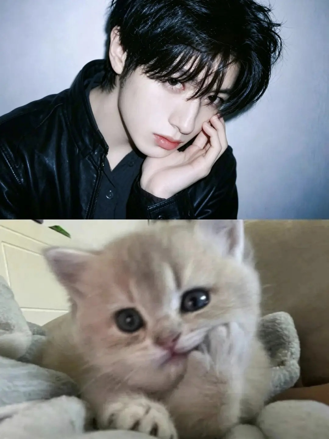 朱志鑫小猫形象已深入人心朋友跟我讨论追星话题都是你家猫好漂亮你家猫好可爱，然后甩