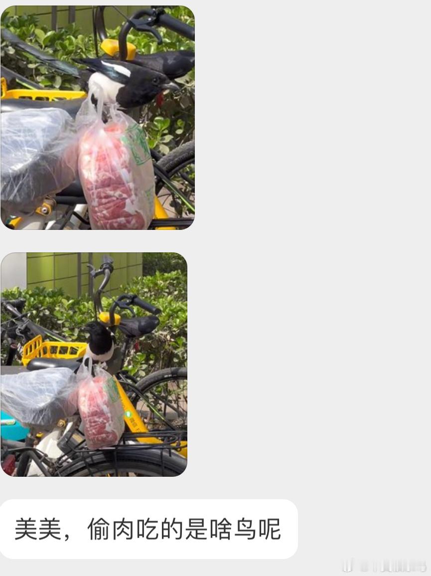 是一只喜鹊搁这吃自助餐呢！ ​​​