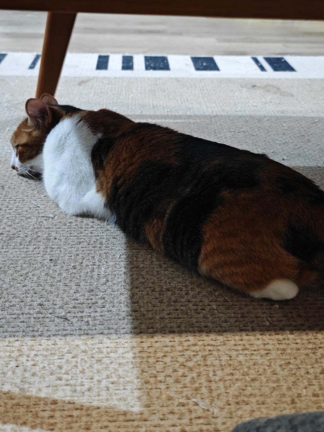 被十只猫猫包围的感觉，真的好幸福！什么都不干，就这样坐在它们旁边，心中都是满满的