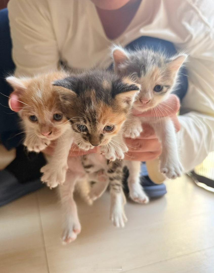 自家小奶猫寻领养 🐱米姐家的大橘猫妈生了4只猫宝宝，今天满月啦！一个个圆滚滚、