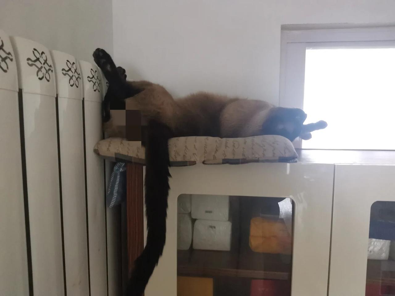 这个可爱的傻家伙，都走光了！却浑然不觉。猫咪奇葩睡姿欣赏。事实证明，猫咪这个东东