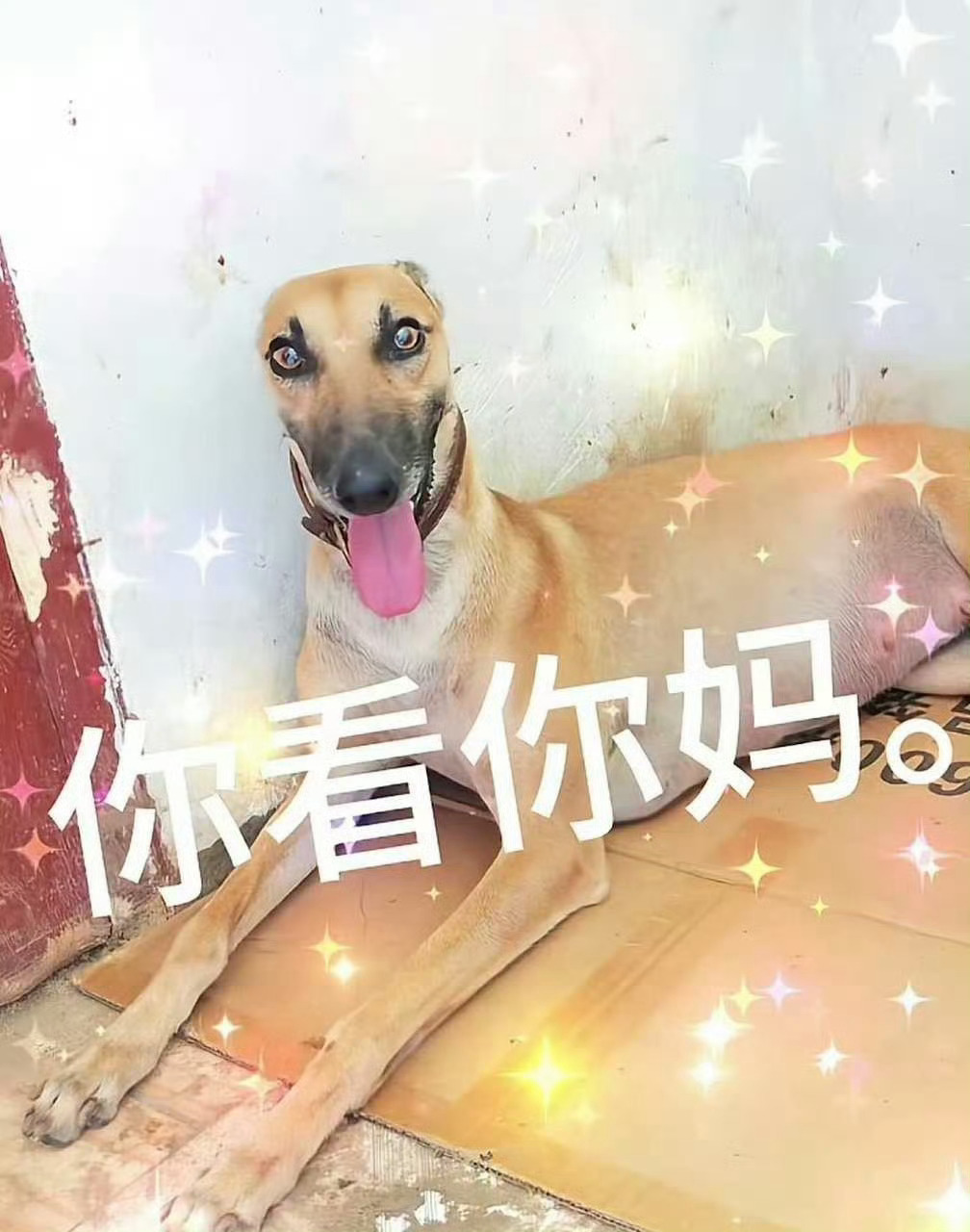我对恶意视奸我的人态度： 