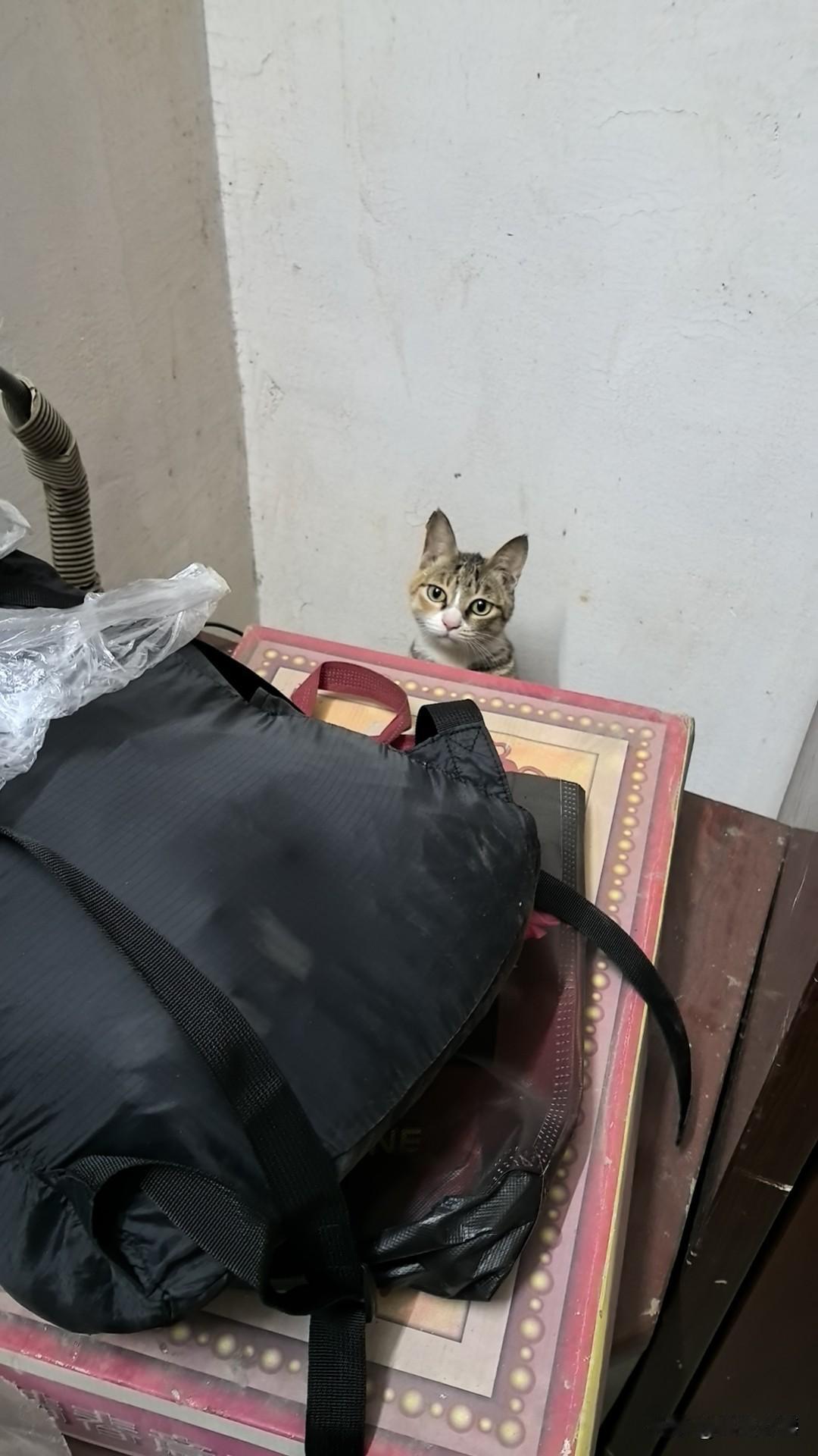 除夕，
外面噼噼啪啪的烟花爆竹声，把我的猫咪吓得没地方躲藏，一会儿钻在柜子下面，