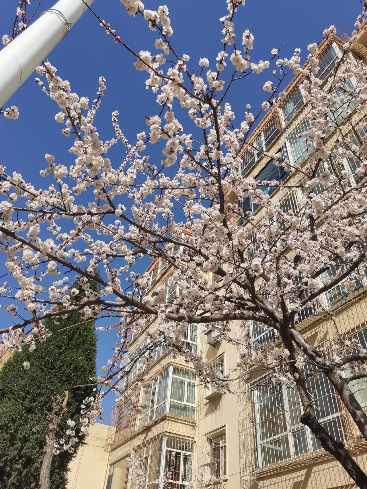 ＃能分享你家乡的美景照吗＃
    人间四月芳菲尽，四月老家的杏花开了。一树杏花