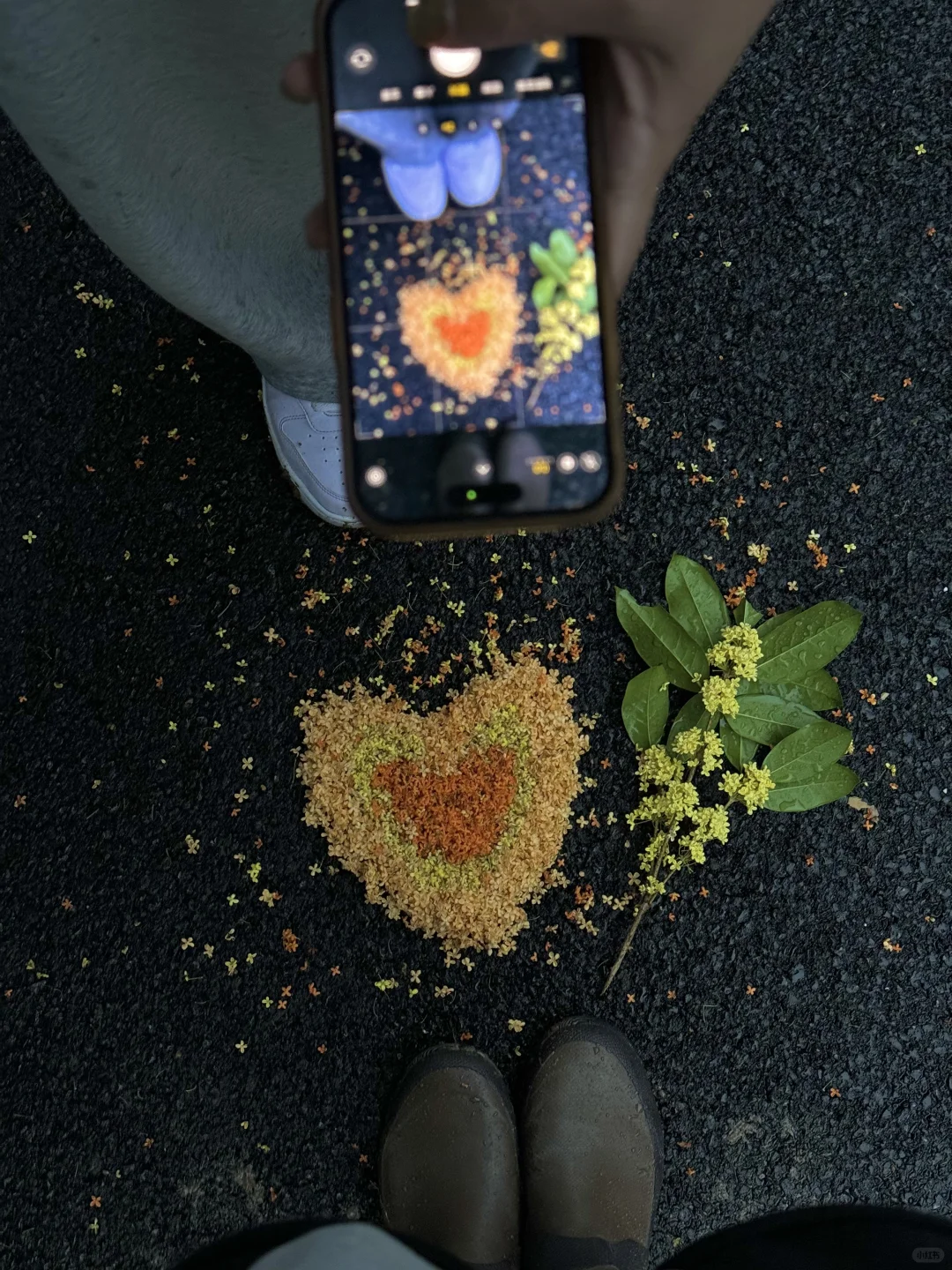 请你吃桂花三色杯💛💛空气里都是桂花香～