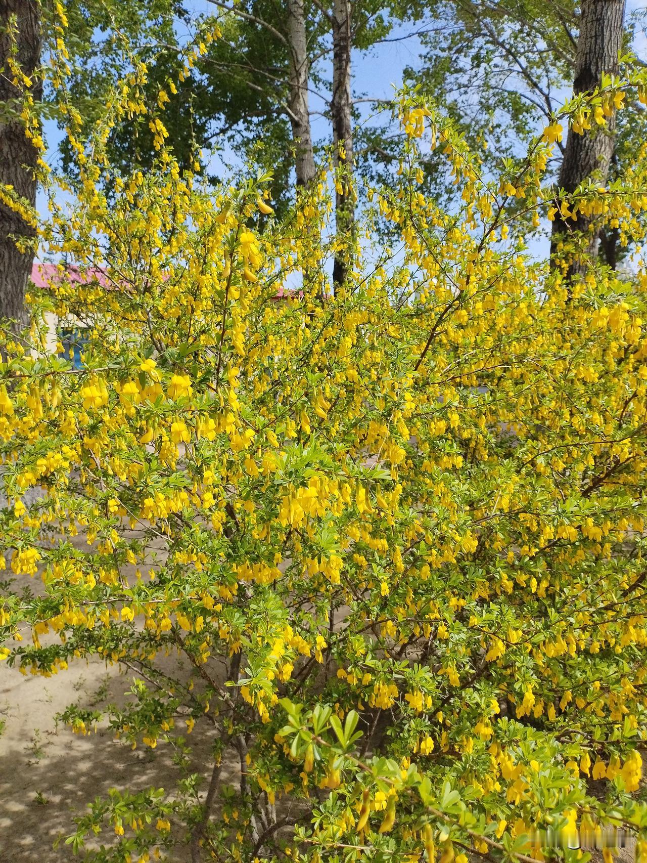 无名花
湖畔一丛无名花，
金光灿灿摘回家。
微中见大藏妙理，
请续句……
（螳螂