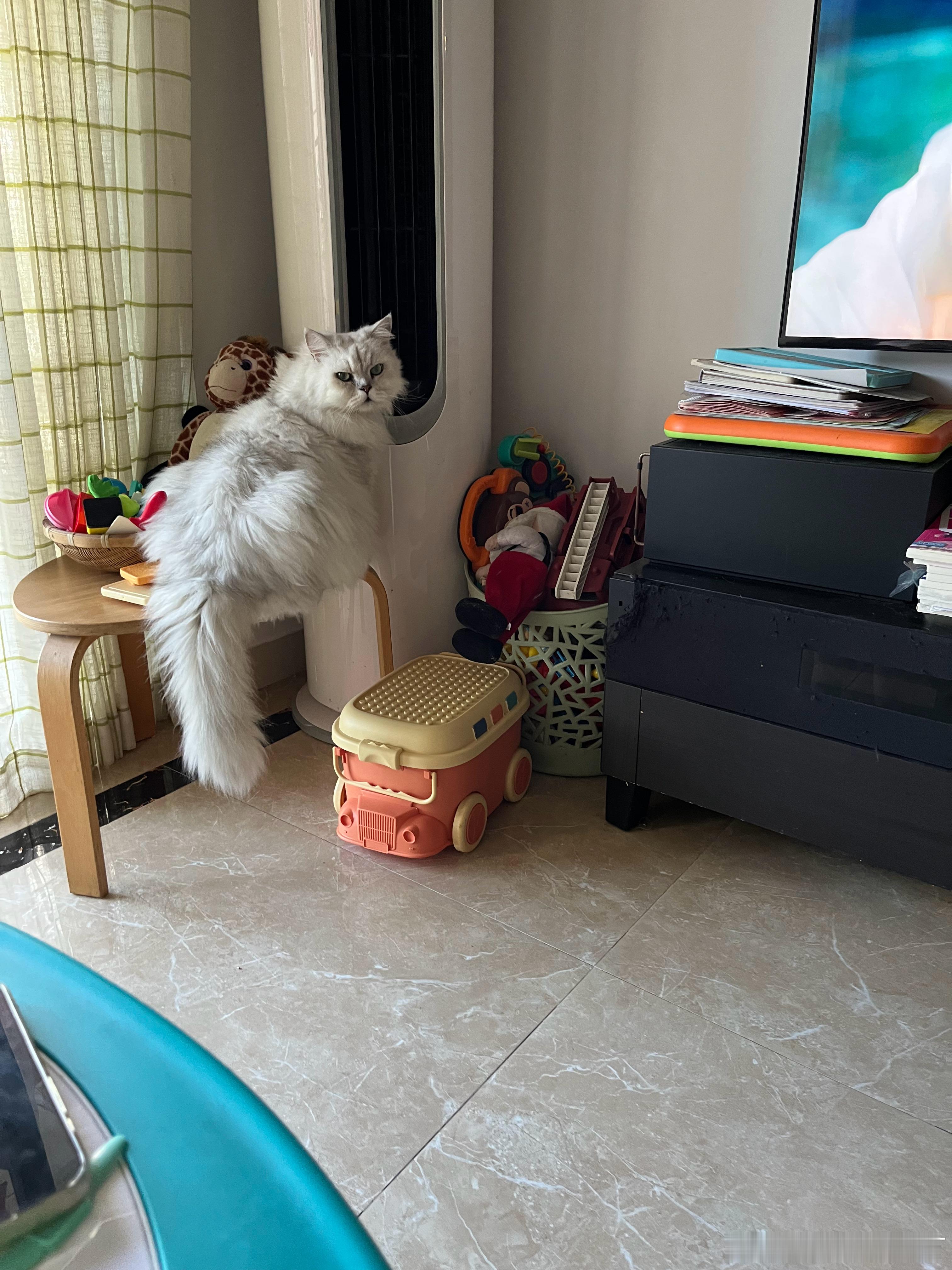 一早就这么含情脉脉的望着我，以为是多深情，结果是要猫粮！ 