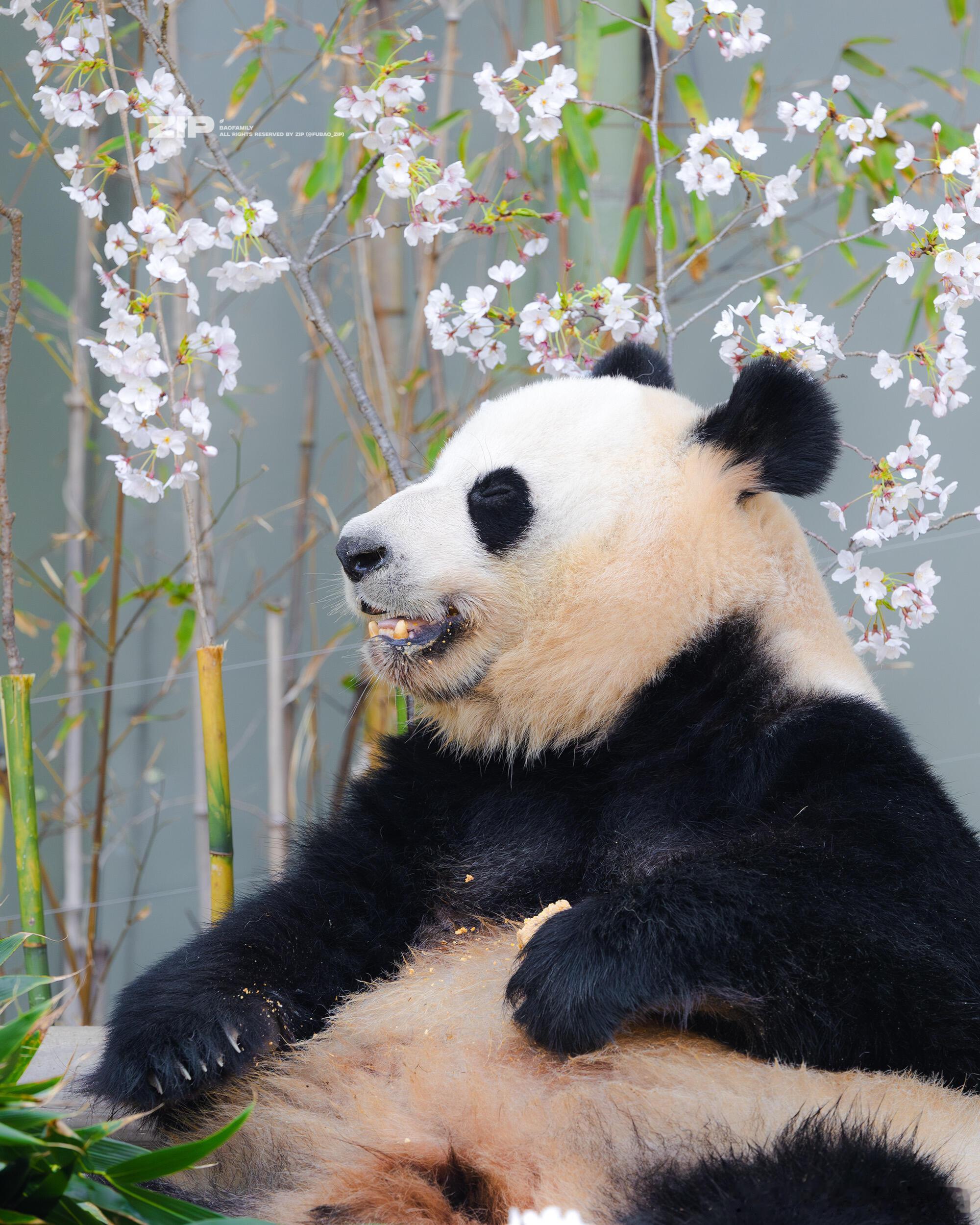 爱宝和樱花合影，爱宝的脸也太圆了，跟圆规画的一样 