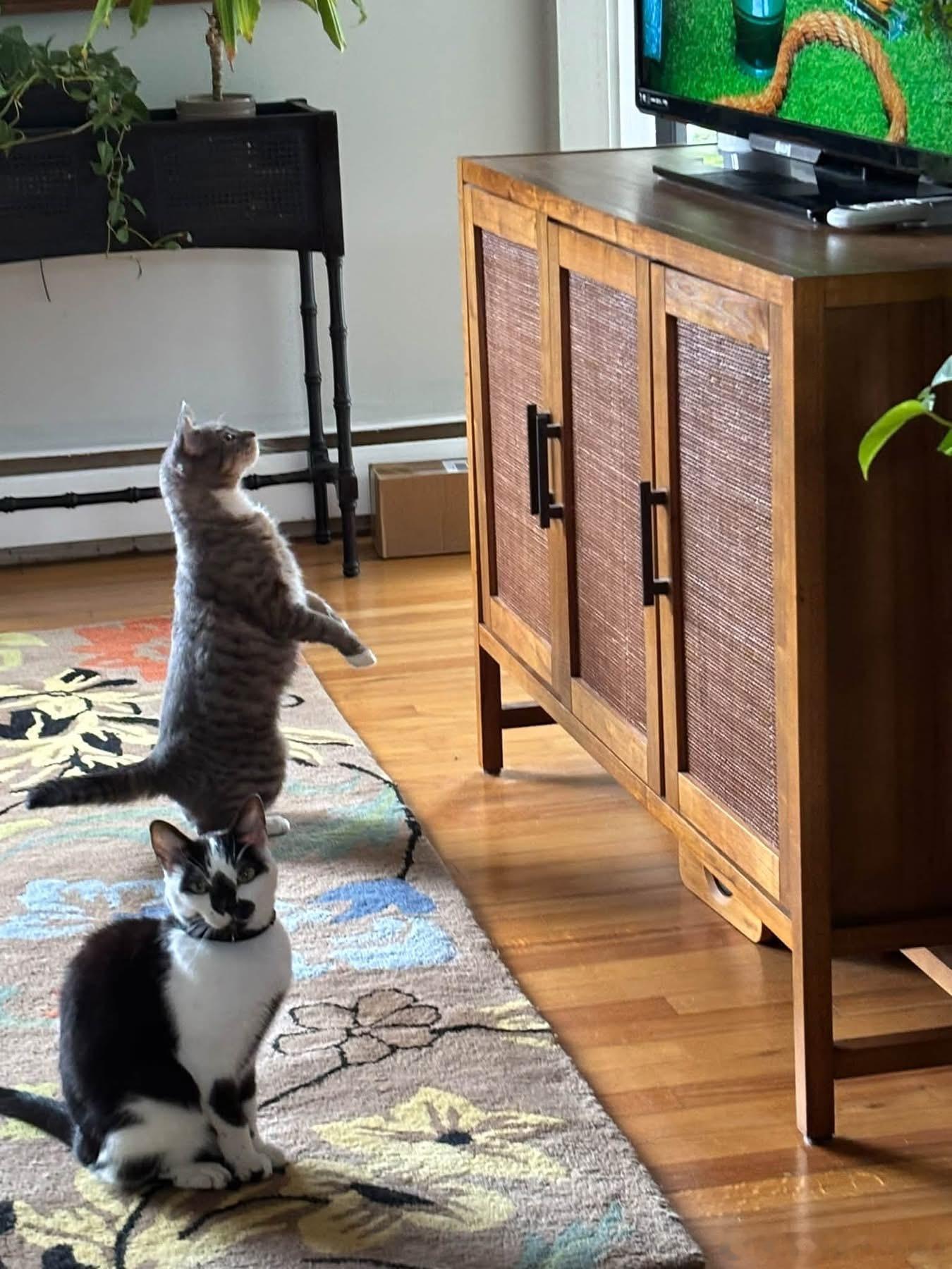 猫宁 ​​​