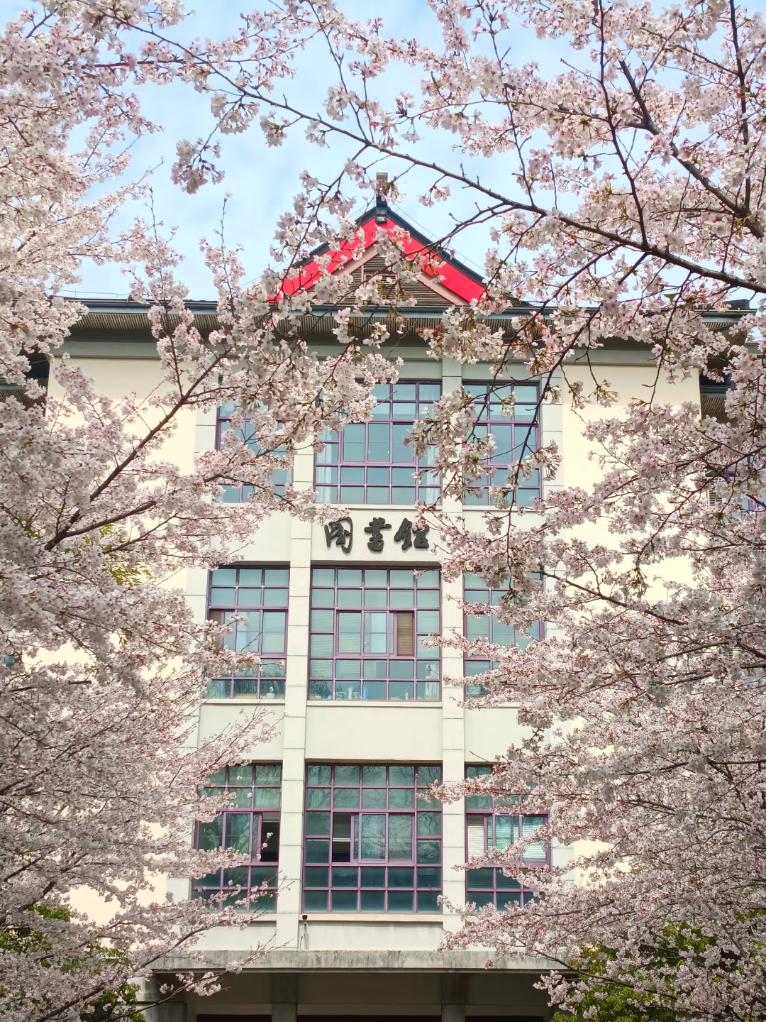 💥南京林业大学樱花季来啦！附参观指南！