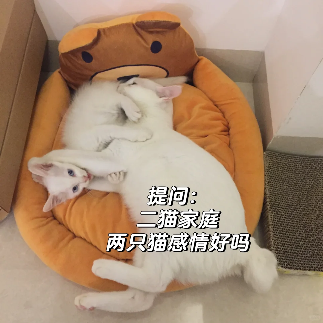 提问：二猫家庭🐱两只猫的感情好吗❓