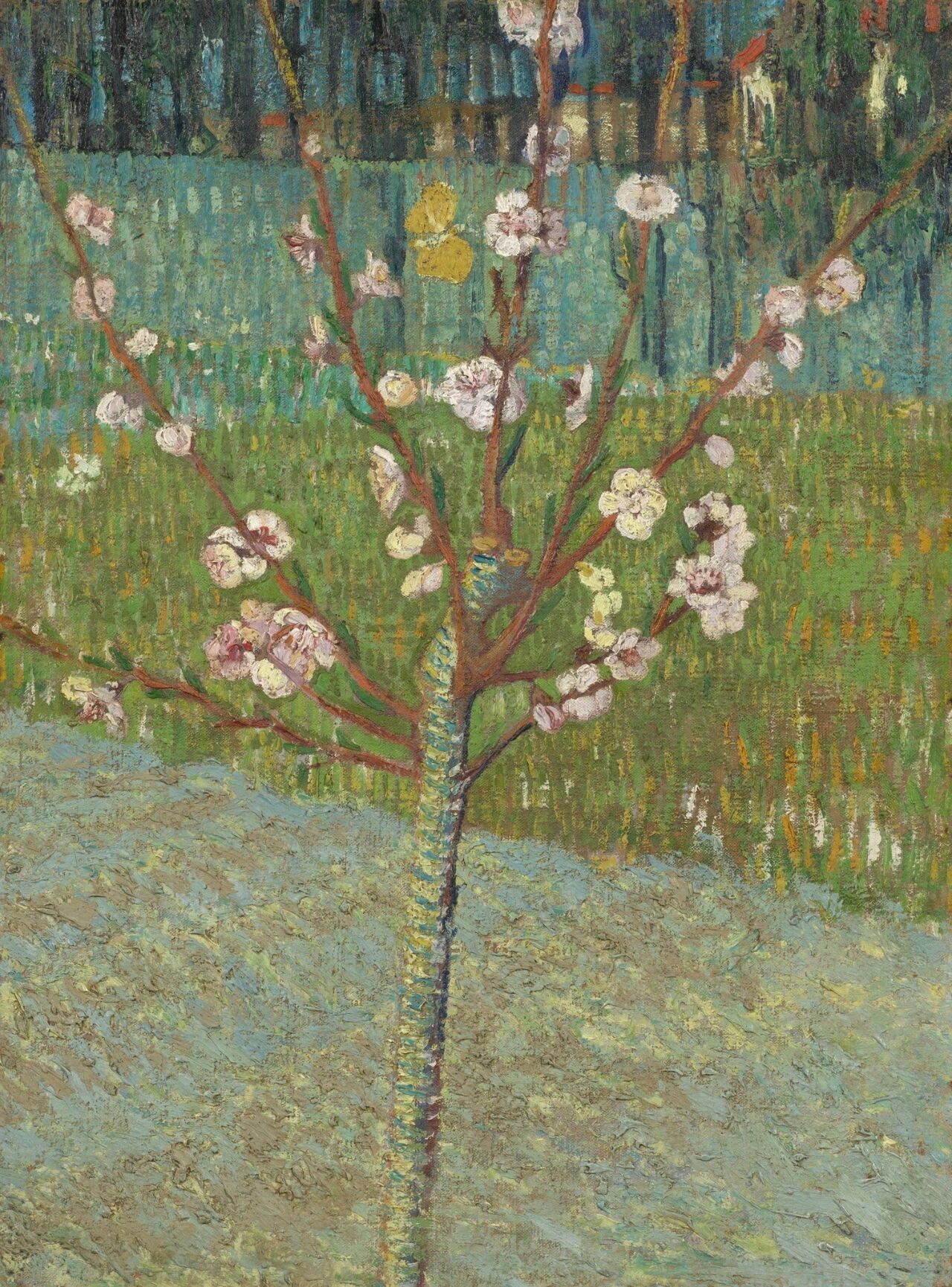 繁花转瞬即逝，可画家可以把春天永久定格在画布之上。梵高《盛开的桃树（Peach 