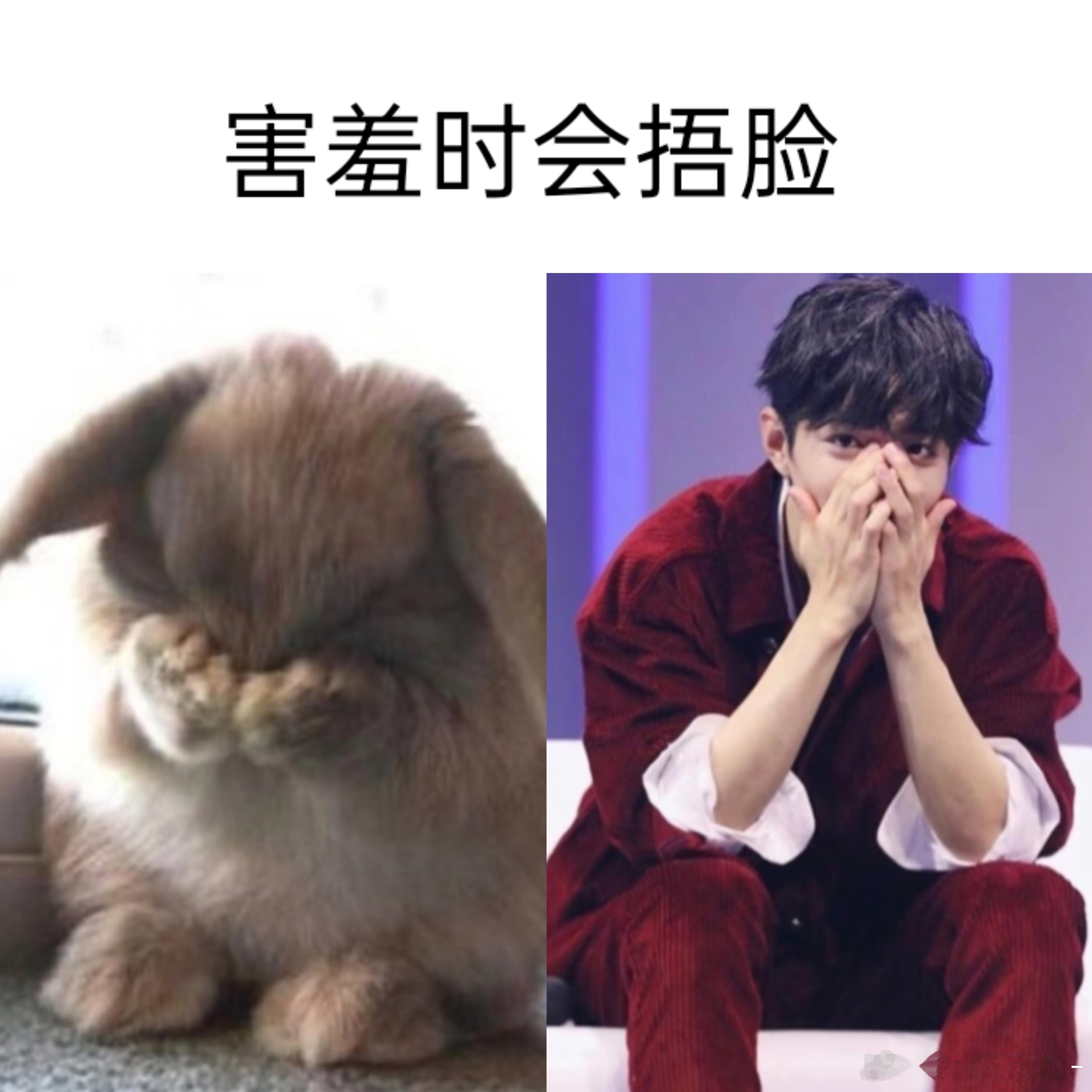 找到了肖战是小兔子的证据 ₍ᐢ.ˬ.ᐢ₎ ​​​