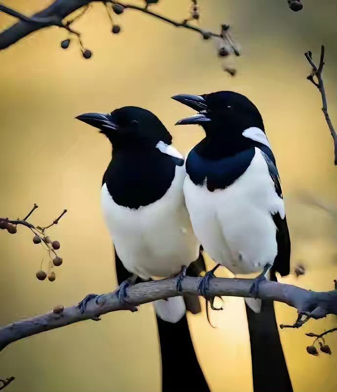 见这对喜鹊，双喜临门，喜事连连将好事成双好运连连！ 许愿一切如你所愿 