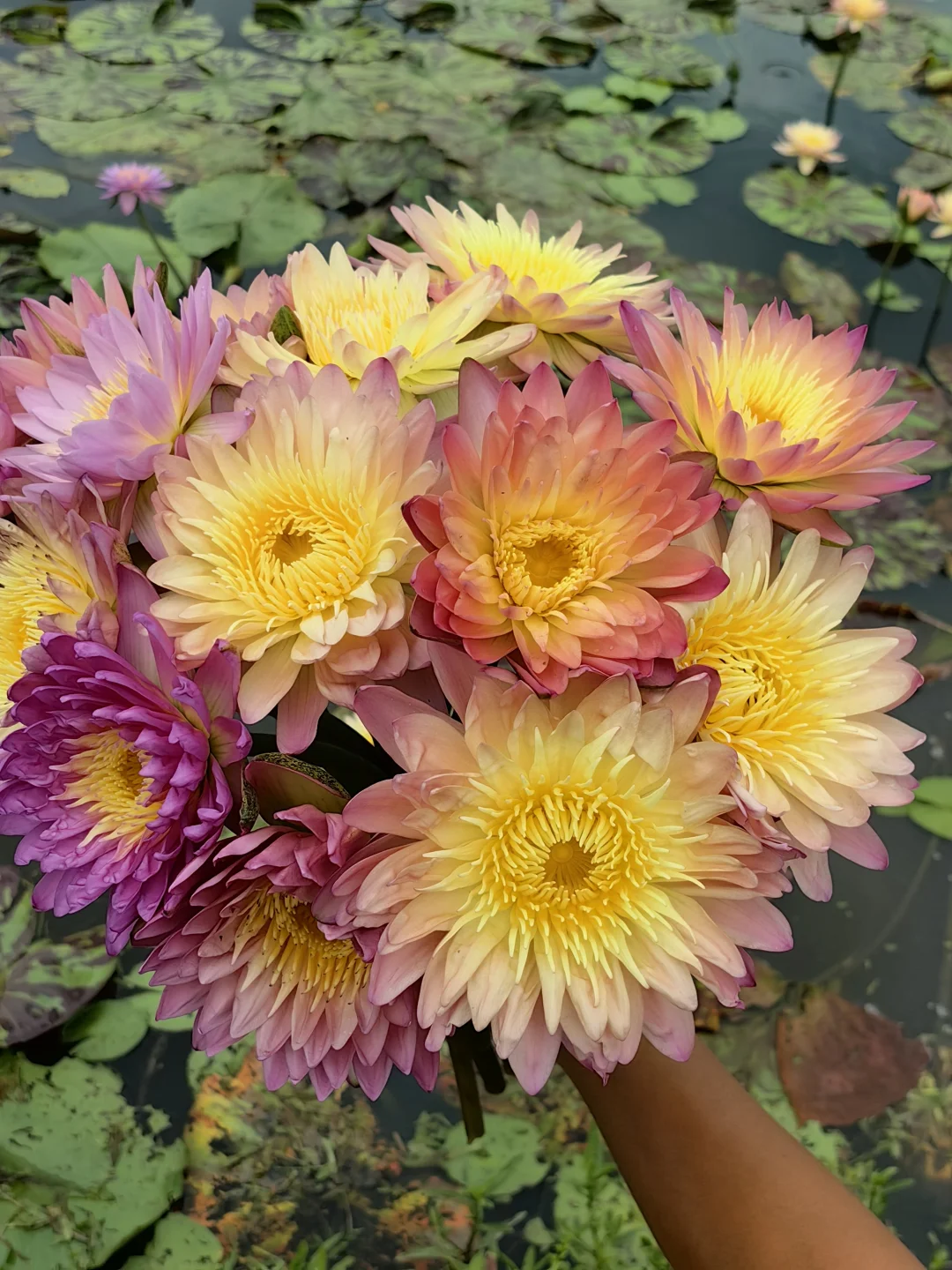 复色系香水莲鲜切花 珊珊系列