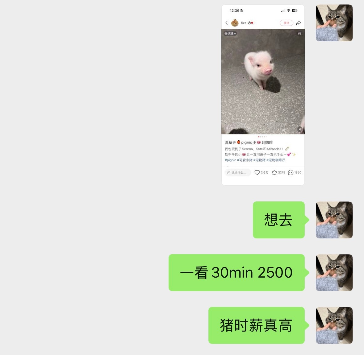 想当猪 玩猪宝宝还要加钱