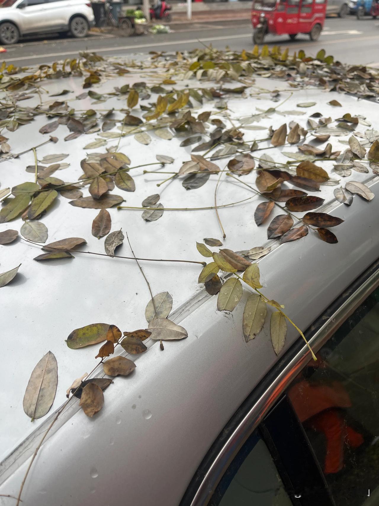 风过雨落百花谢，树撒了一地的哀怨，谁的错？

早上下了一阵小雨，出门的时候感觉到