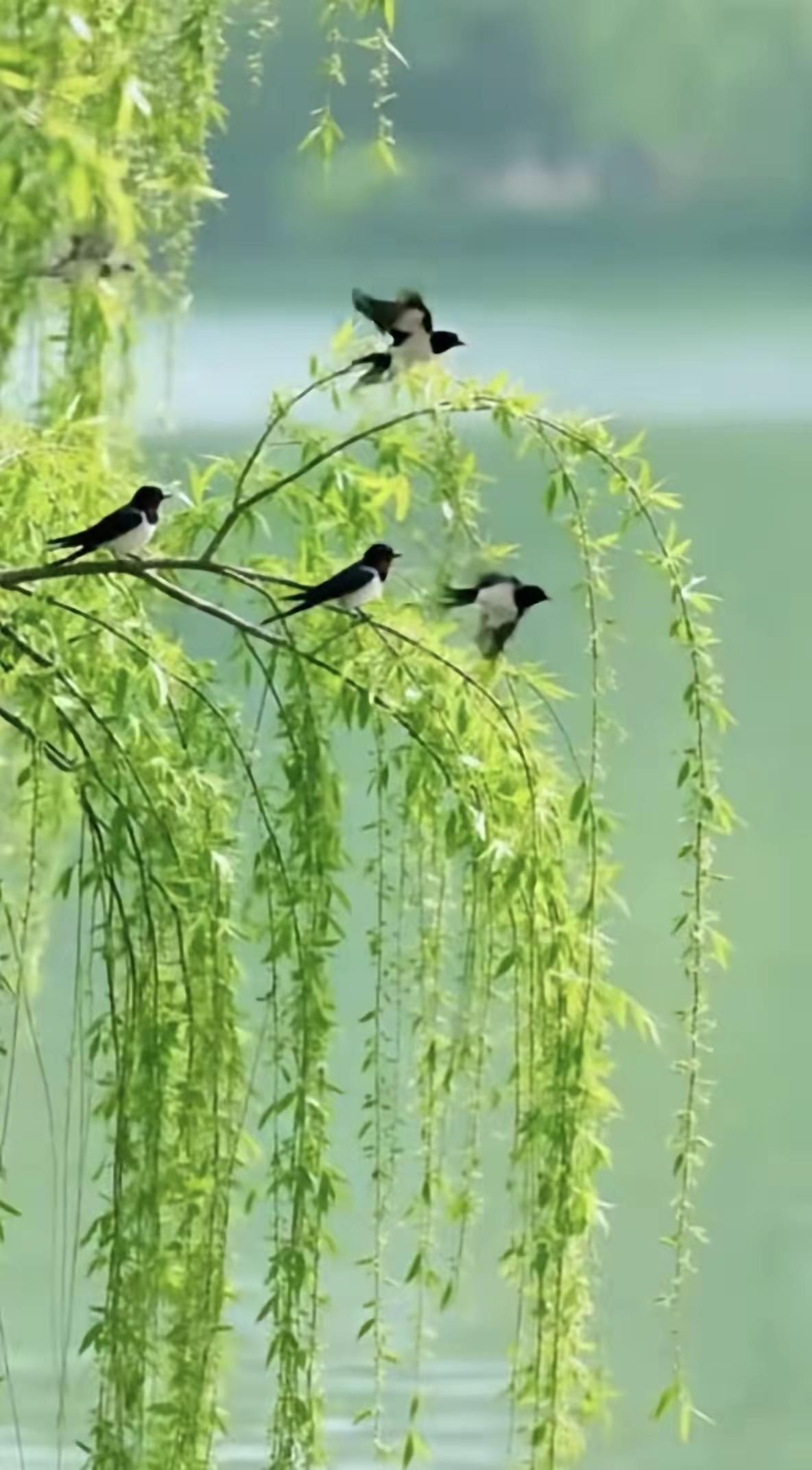 天净沙·春归
新燕展翅轻扬，
呢喃软语歌唱，
风暖时节正好。
百花争放，
平畴一