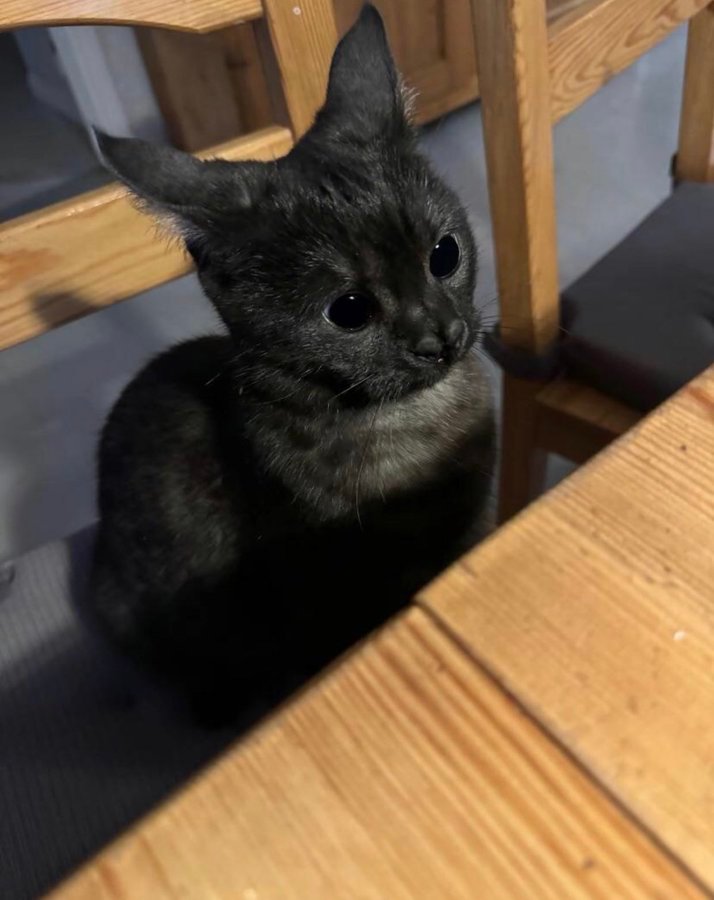 宝宝你是蝙蝠还是猫 