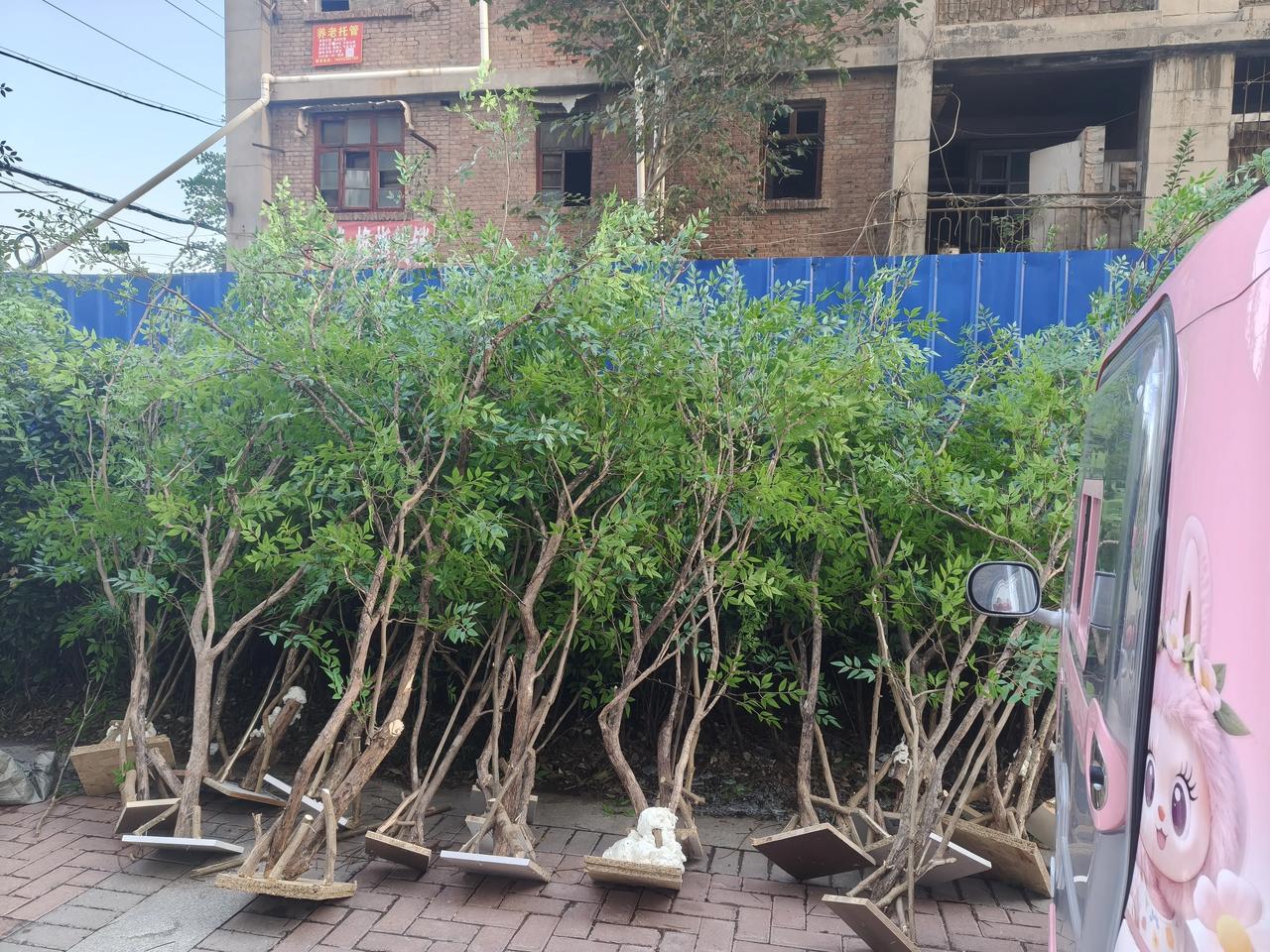 晨练路过，这是人工艺术树？还是自然生长植物？这又是干嘛用的？
处处留心皆学文呀[