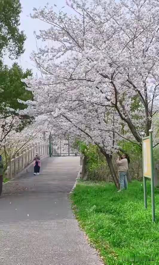 爬树拍照把樱花树直接压塌！上海这一幕引众怒：美照背后，是最丑的人心
 
4月6日