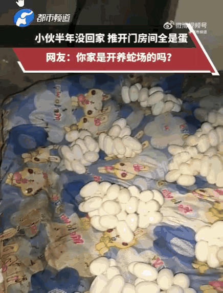 本以为是温馨小家，推开家门直接破防！满地密密麻麻的蛇蛋，小伙当场看懵！