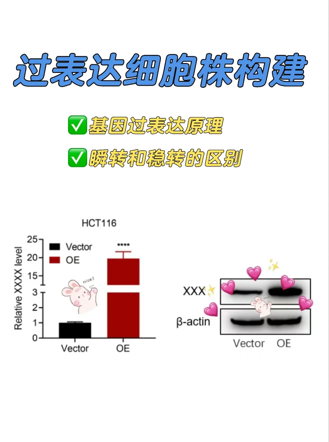 基因过表达操作/瞬转or稳转❓