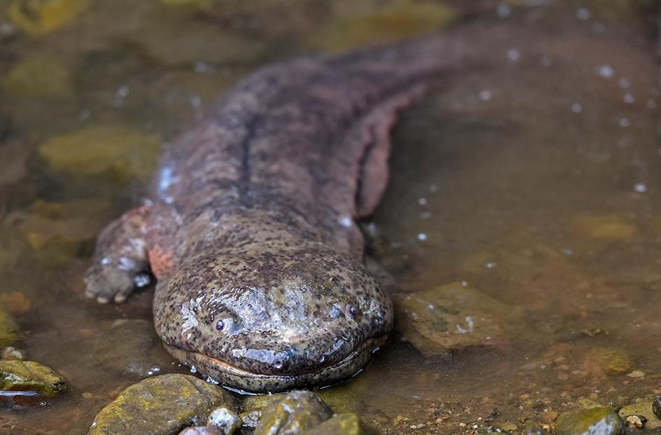 娃娃鱼（动物们205）


娃娃鱼学名中国大鲵,并非鱼类，是现存体型最大的两栖动