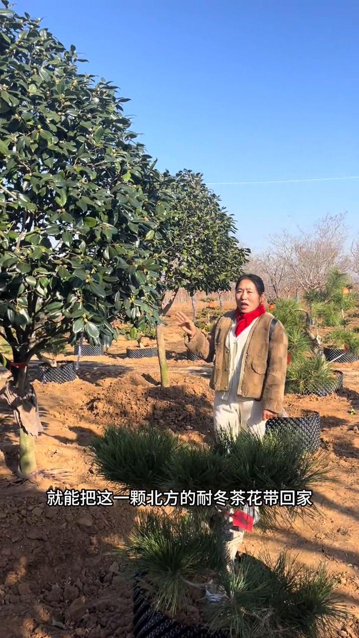耐冬茶花。
3500只要3500就能把这一颗北方的耐冬茶花带回家，冬天能抗寒到零