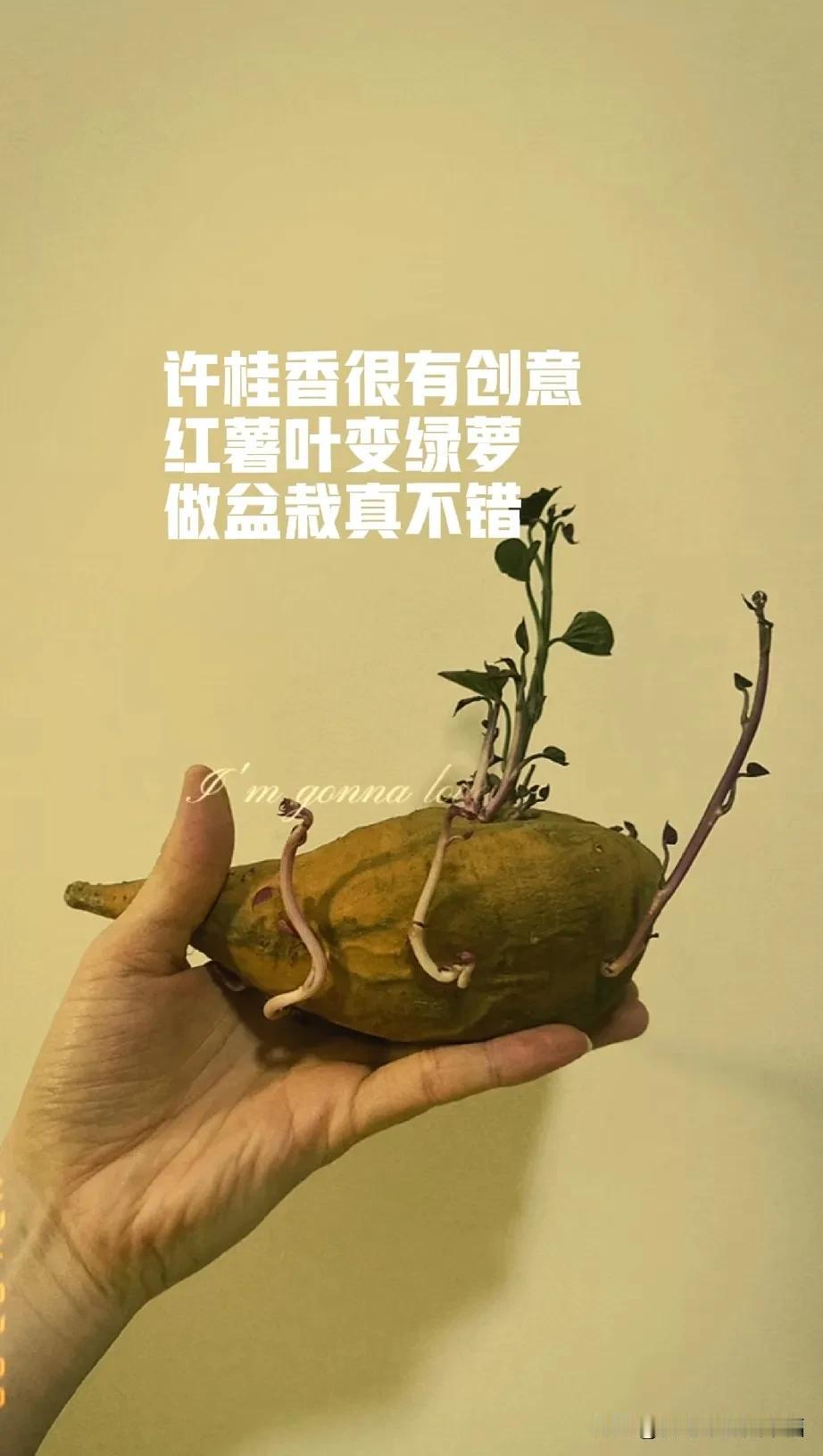 盼盼这是买的红薯没吃了 长芽了[我想静静]
效果很惊喜，做盆栽真不错[比心]
红