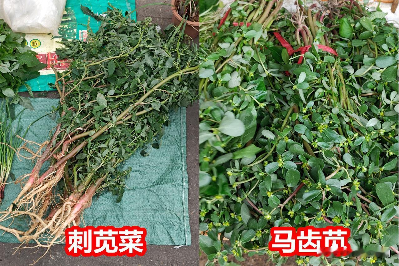 刺苋菜和马齿苋，你都吃过吗？

广州一些菜贩，把刺苋叫做马齿苋，虽都是野菜，实则