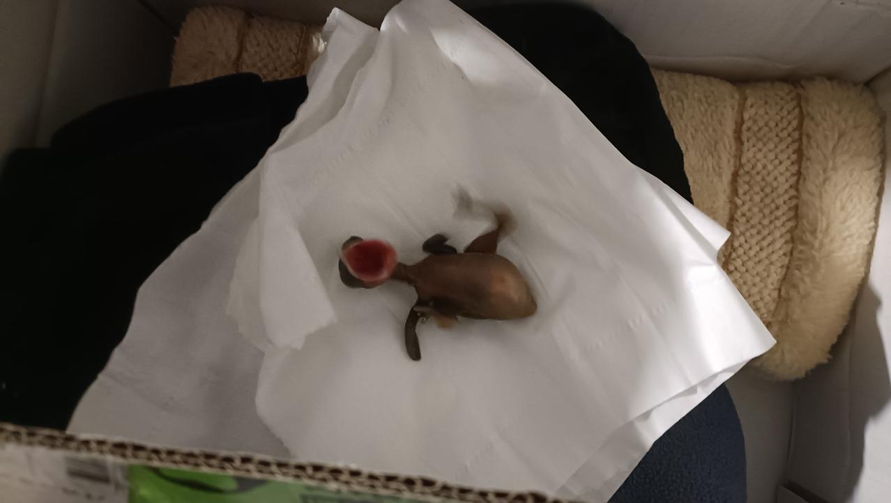 今天是捡到小雏鸟的第三天，它依然顽强的活着，每次喂食时拼命张大嘴巴，我也尽可能把