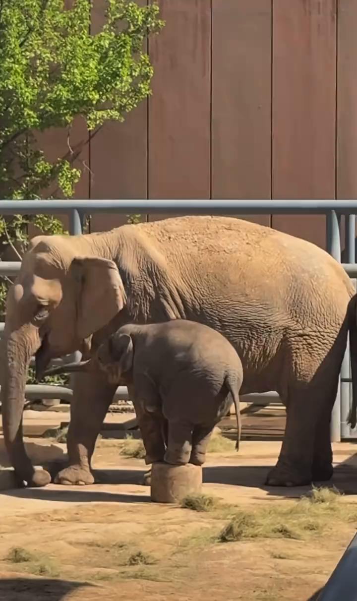 可能一会在八点半左右会出来。