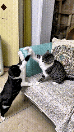 谁懂啊！一起长大的两只猫，硬是把家打成了江湖🔥
 
网友吐槽：家里两只猫，从奶