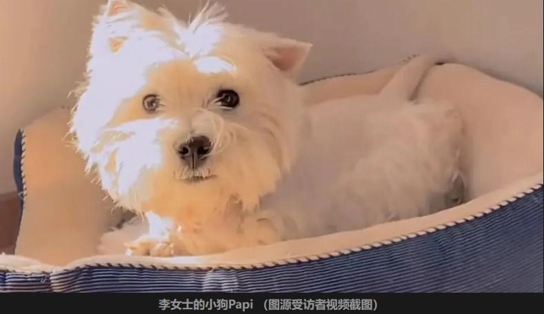 北京宠物投毒案一审宣判：投毒致 9 犬死，被告人获刑 4 年上诉

2025 年