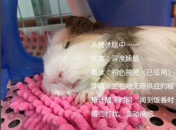 小萌豚图鉴(*¯︶¯*) 